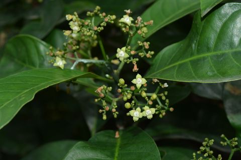 九节物种影像