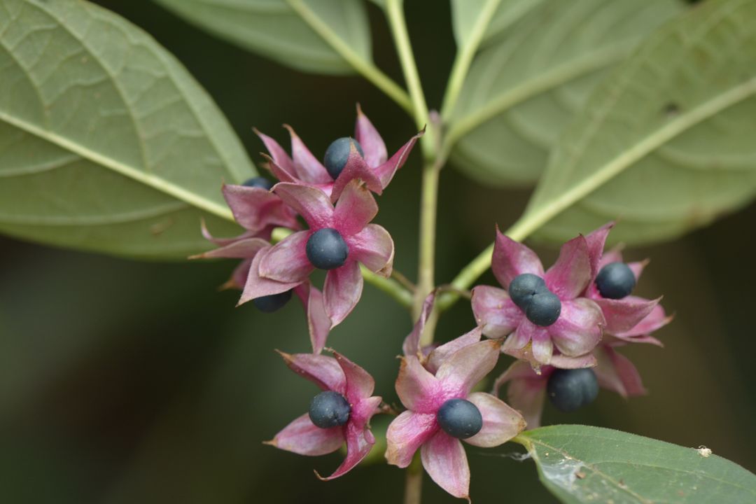 白花灯笼记录影像 1