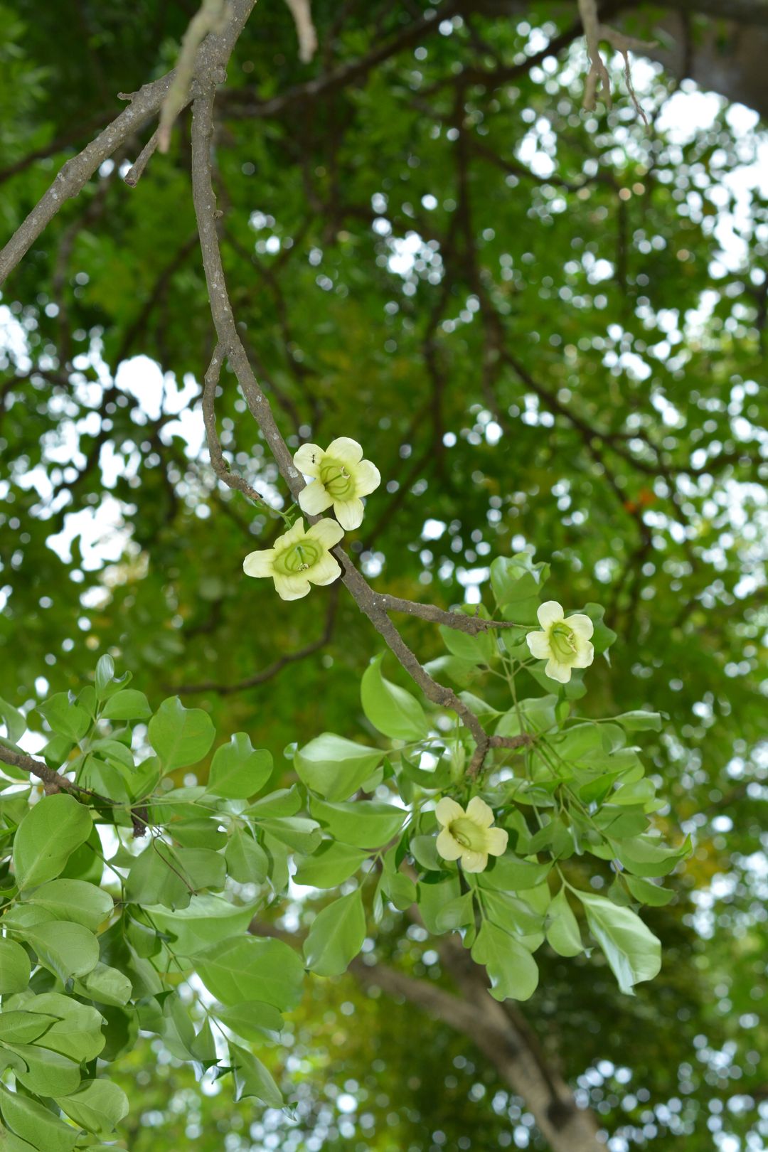 海南菜豆树 record image 1