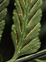 狭翅铁角蕨记录影像