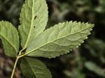 草珊瑚记录影像