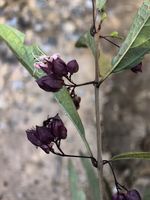 白花灯笼记录影像