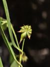 红毒茴