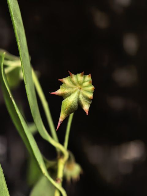 红毒茴
