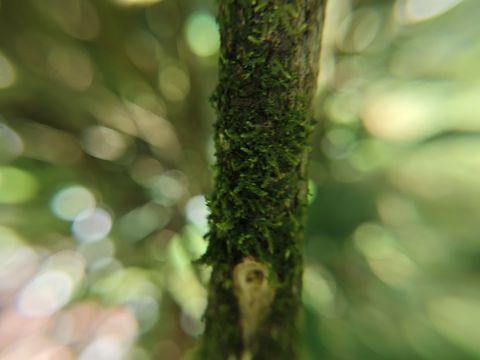 桫椤