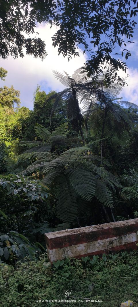 白桫椤