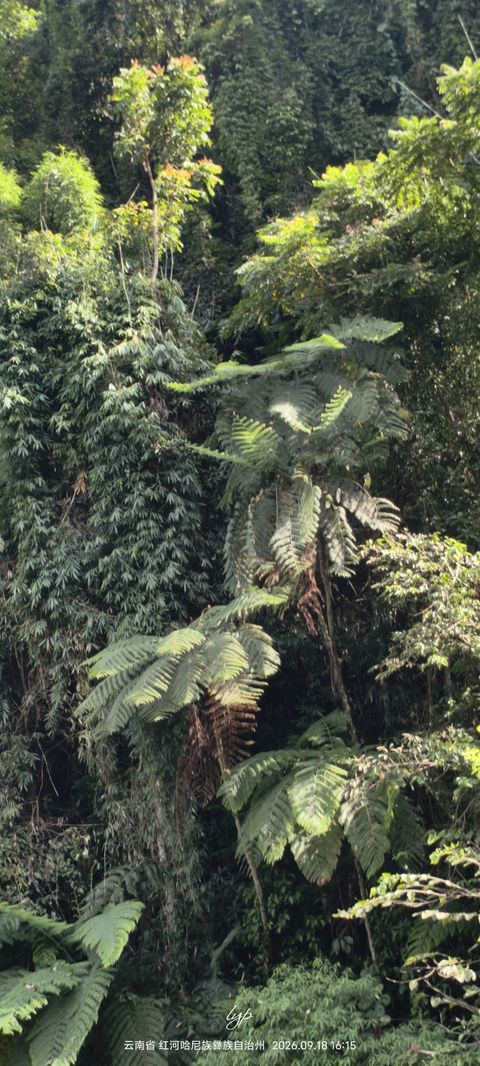 白桫椤