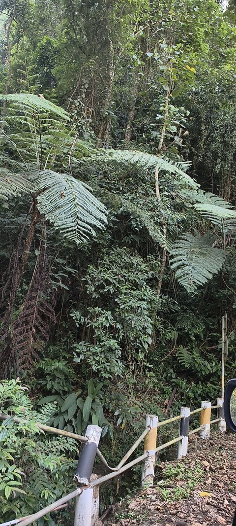 中华桫椤