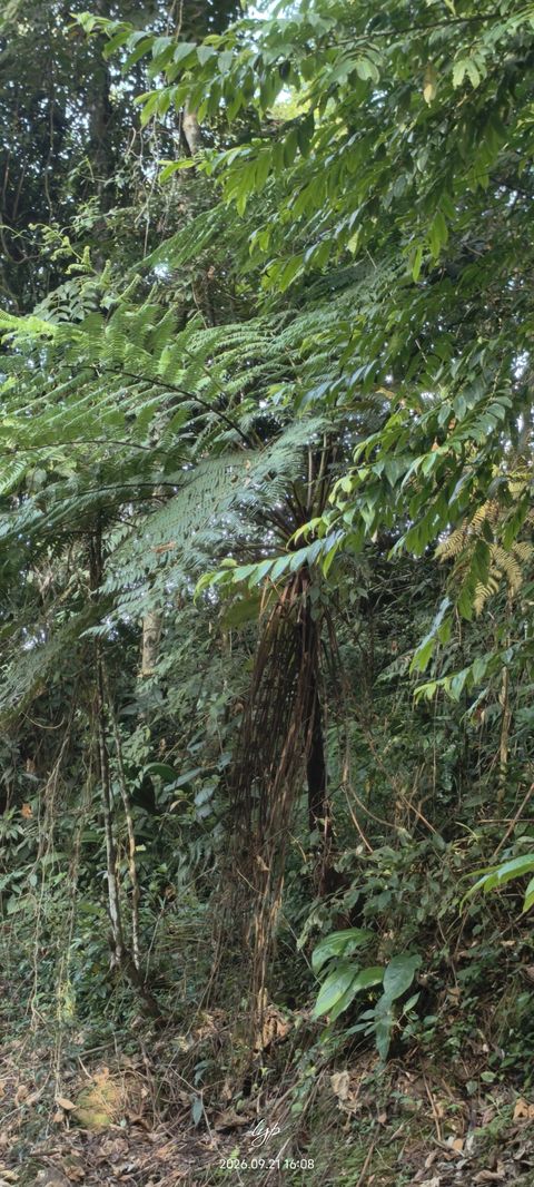 中华桫椤