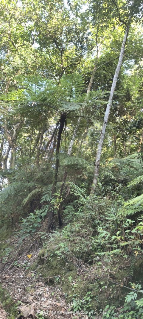 中华桫椤