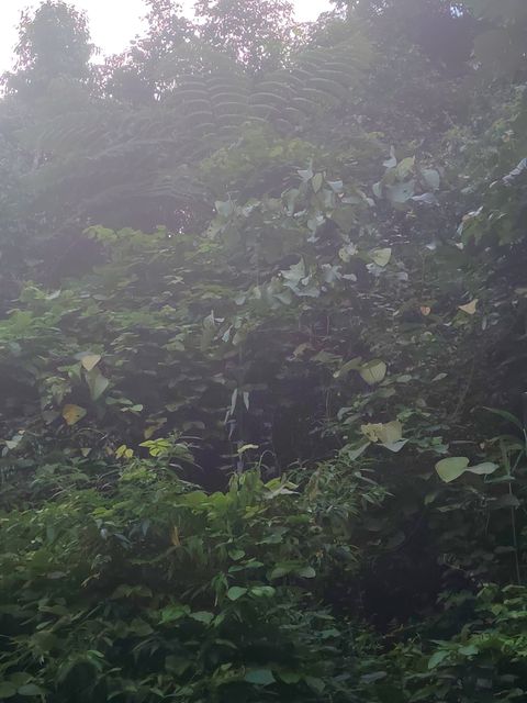 白桫椤