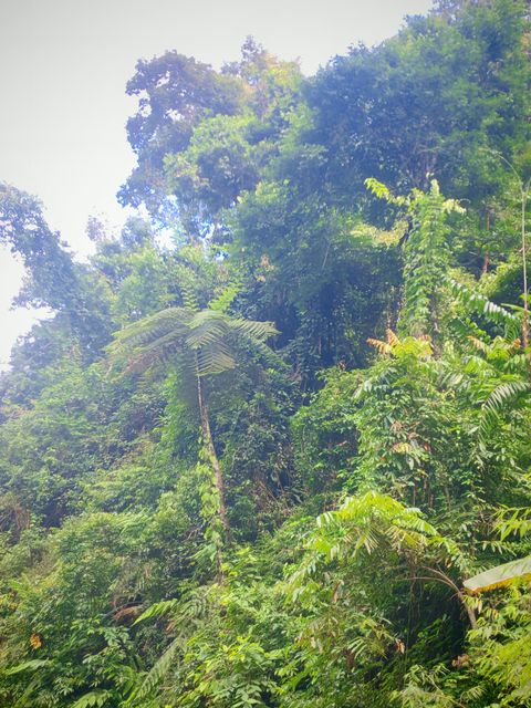 中华桫椤