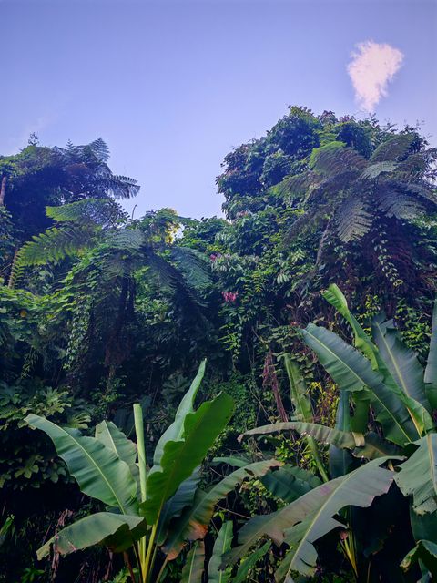 白桫椤
