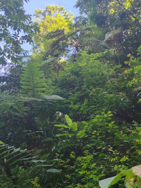 白桫椤