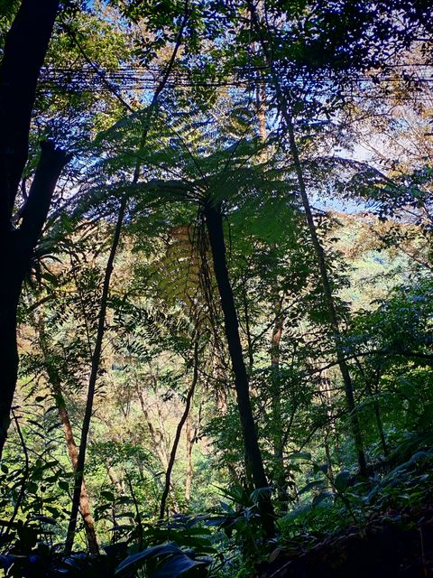 中华桫椤