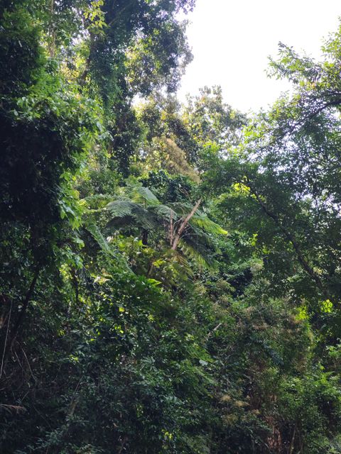 白桫椤