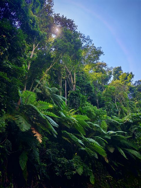 白桫椤