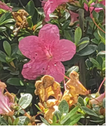 杜鹃记录影像