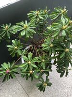 杜鹃记录影像