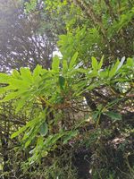 杜鹃记录影像