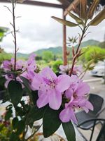 杜鹃记录影像