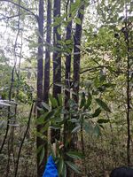 野黄桂记录影像