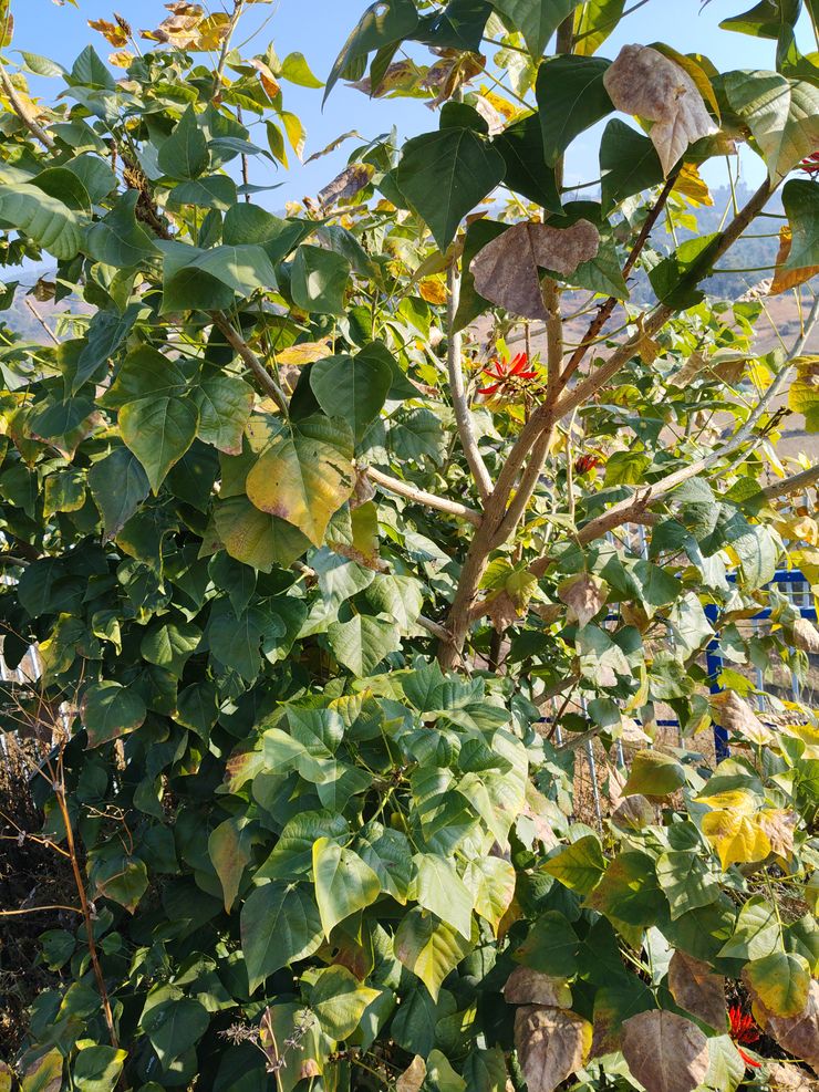 Erythrina variegata