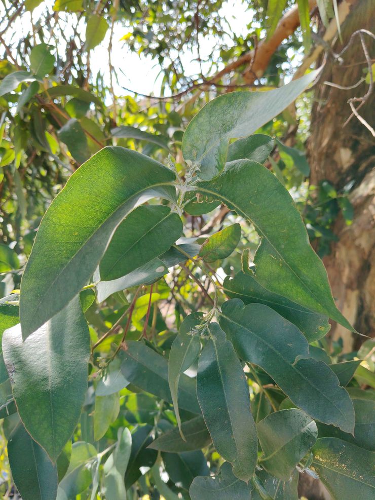 Eucalyptus robusta