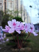 杜鹃记录影像
