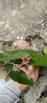 木莓记录影像