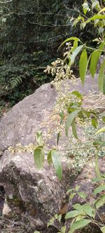 锐尖山香圆记录影像