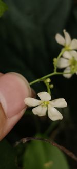 白花三宝木记录影像