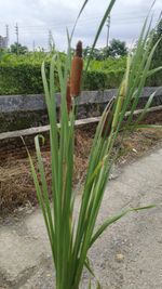 东方香蒲记录影像