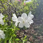 杜鹃记录影像
