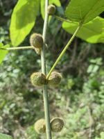 粗叶榕记录影像