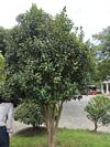 山茶