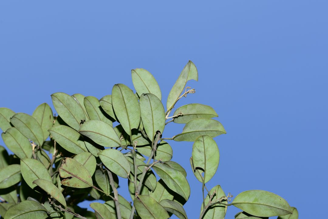 博罗红豆 record image 1