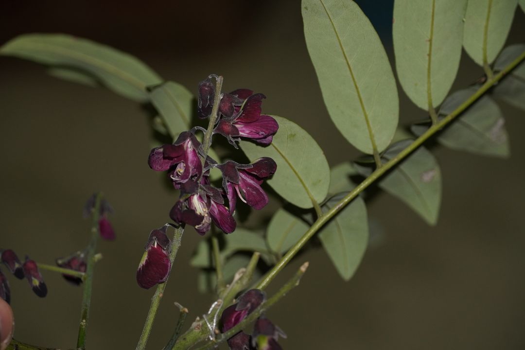 紫花红豆 record image 1