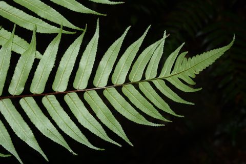 黑桫椤物种影像
