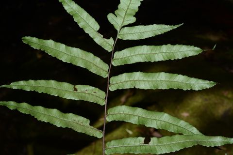 结脉黑桫椤物种影像