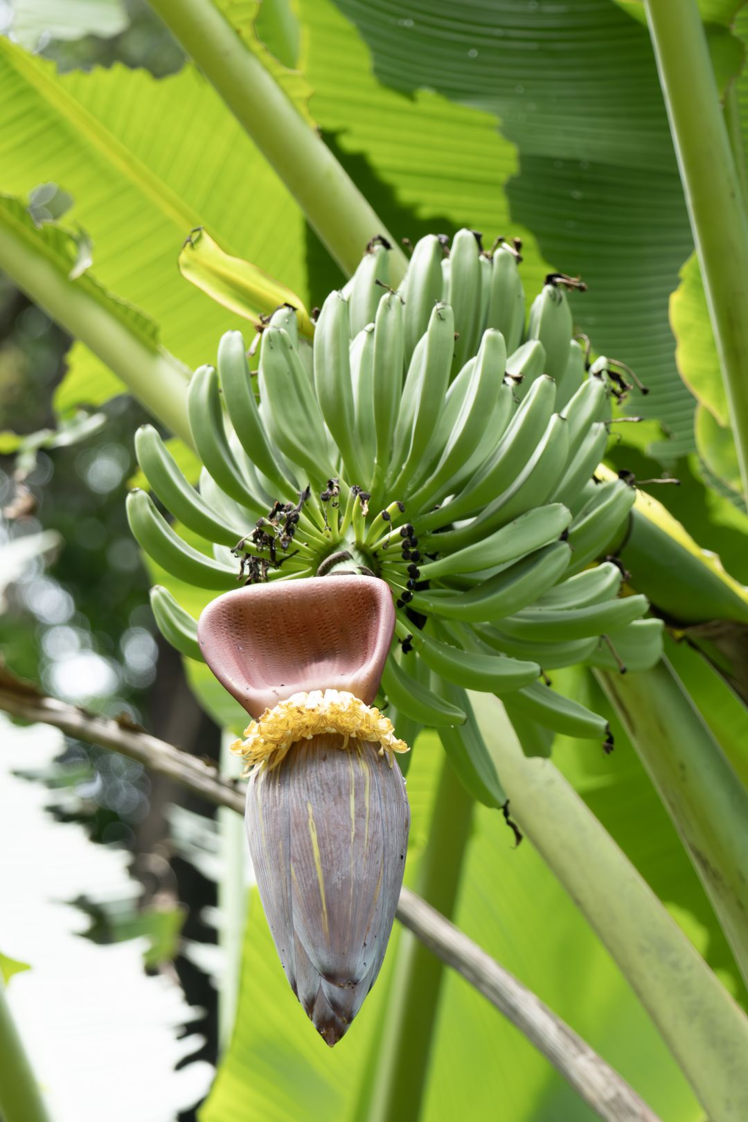 芭蕉记录影像 1