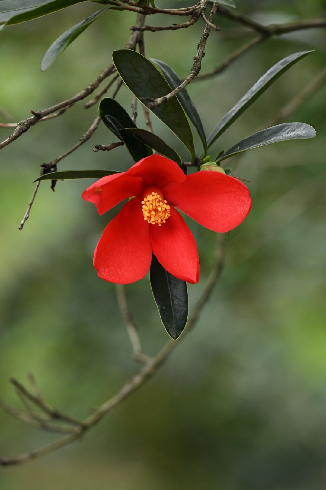 杜鹃叶山茶记录影像 1