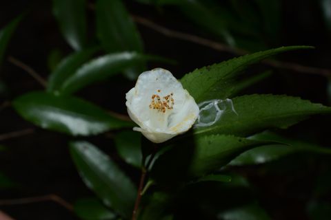 山茶属物种影像