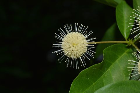 水团花物种影像