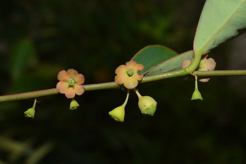 黑面神物种影像