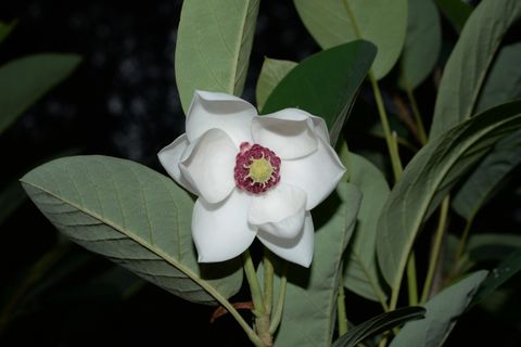 木兰科物种影像