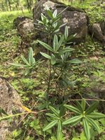 杜鹃记录影像