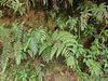 小黑桫椤
