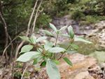 香叶树记录影像