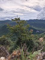 鹅栮栎记录影像